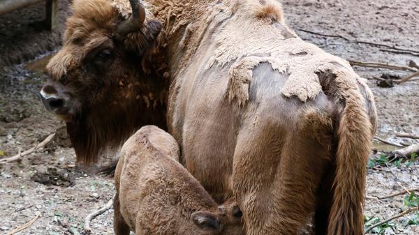 Von etwa 3200 reinblütigen Wisente leben rund 60 Prozent des Weltbestandes in freilebenden Populationen. Ein Koordinierungsprogramm soll sicherstellen, dass in den bestehenden freien Populationen die genetische Vielfalt erhalten und nach Möglichkeit erhöht wird. Pläne für die Auswilderung gibt es unter anderem auch für Deutschland.