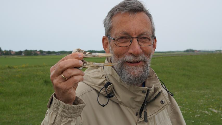 Inselguide Thijs ist ein begeisterter Strandgutsammler. Hier zeigt er die Überreste von Vögeln. Der  Austernfischer mit dem längeren Schnabel lebte im Binnenland, der kürzere Schnabel wurde im sandigen Schlick des Wattenmeeres abgenutzt.