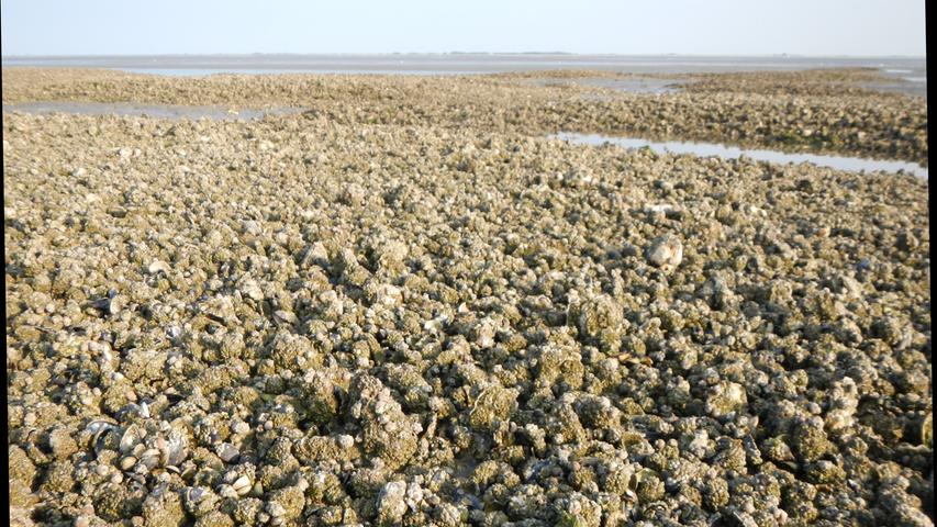 Millionen und Abermillionen Austern wachsen bei der Sandbank Ingelmanns Plaat.
