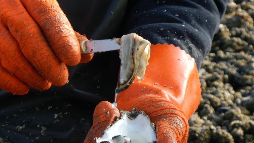 Küstenfischer Jaap öffnet die frisch geernteten Austern.