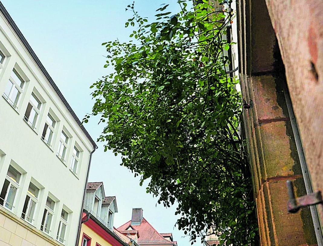 Erlangen: Ist ein Rosenbusch ein Rosenbaum? 