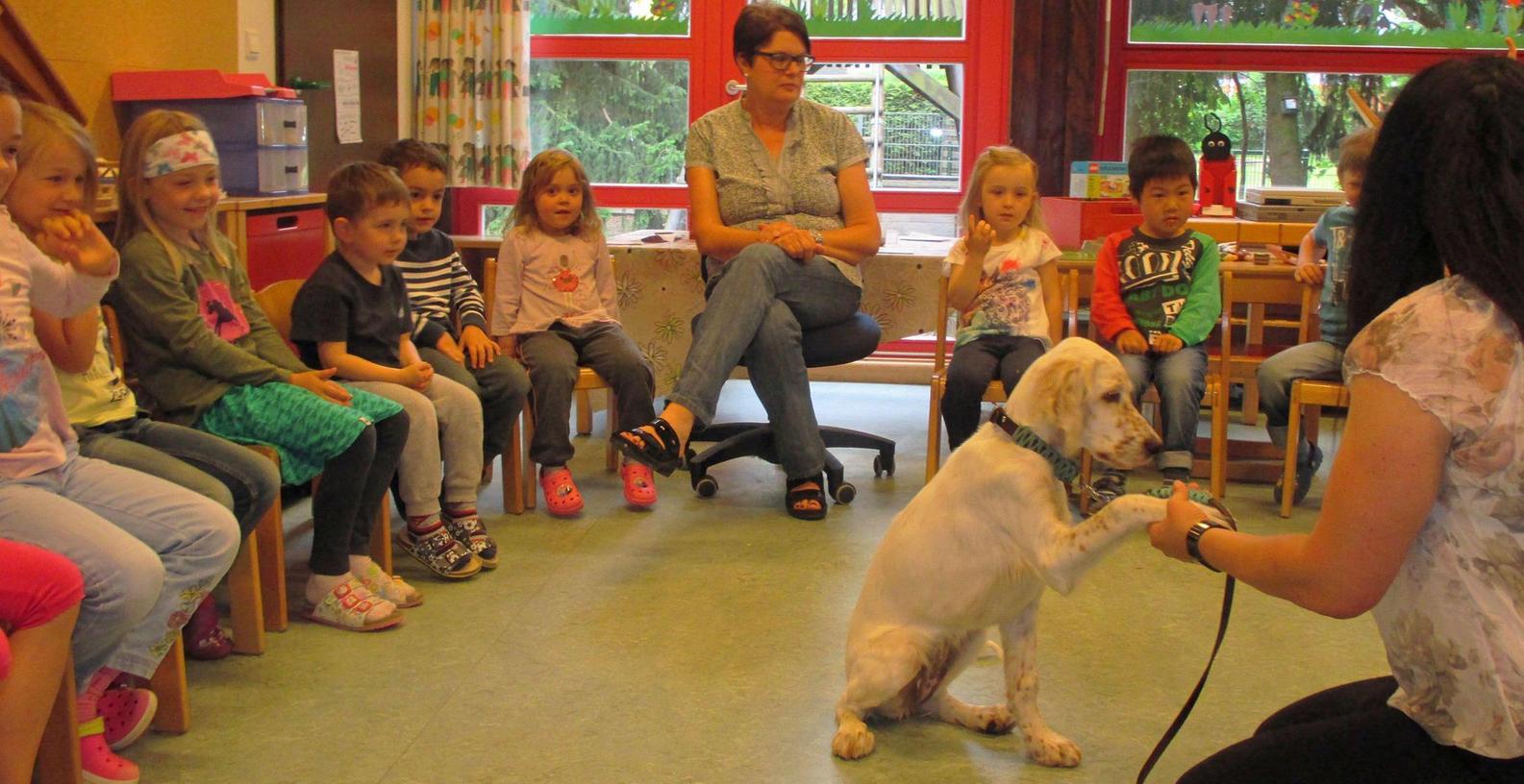Englisch-Setter-Hündin Joy lernt mit Kindergartenkindern