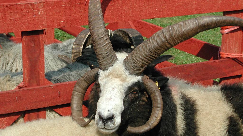 Am 6. August gibt es in diesem Jahr beim 24. Berchinger Heidschnuckentag wieder zehn Schafrassen zu bewundern und zu kaufen.
