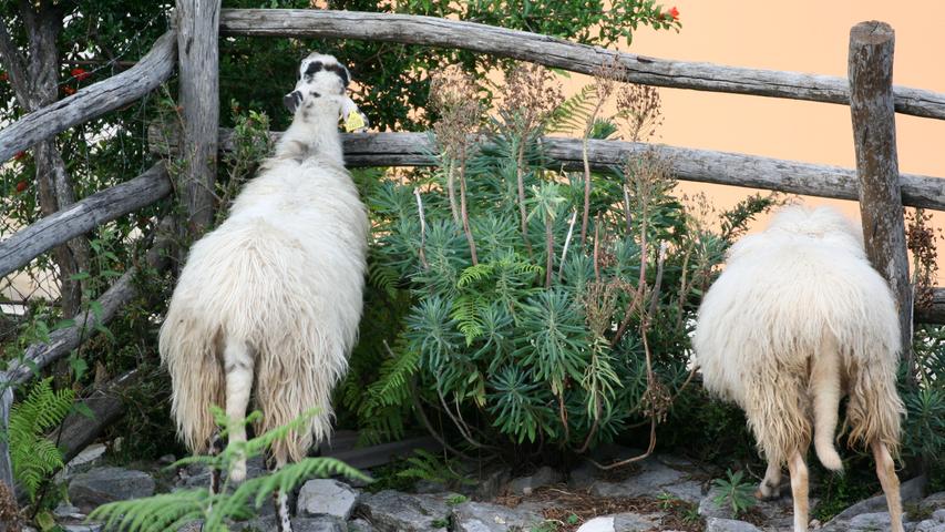 Es sieht anders aus, als es ist: auch diese Schafe sind nicht eingesperrt, sondern begegnen dem Zaun nur zufällig.