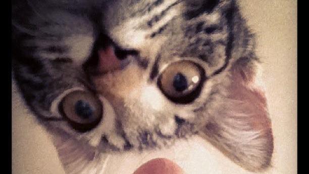 Ein "Catfie?" Andreas hat ein Selfie mit seiner Katze Ares aufgenommen.
