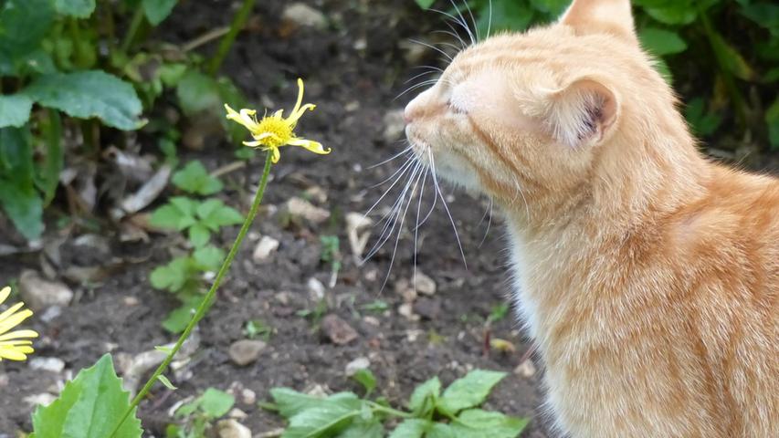 Überhaupt mögen die Katzen von Rosemarie Eisen offenbar die Natur. Filou hat es diese Blume angetan.