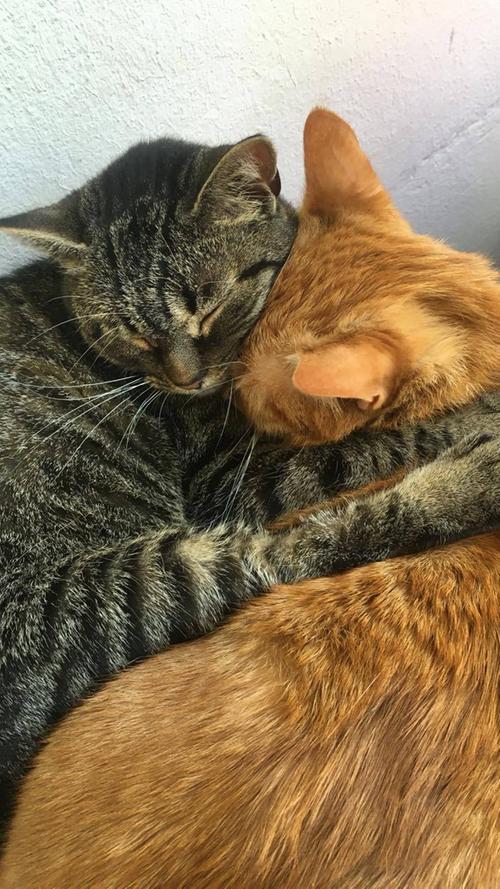 Verena Schuhbauers Katzen kuscheln gleich miteinander.