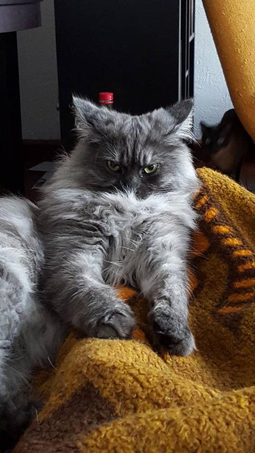 Fast schon majestätisch posiert Franzi Rellüms Katze.
