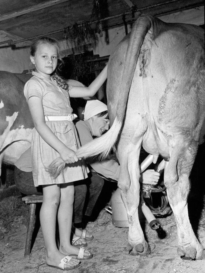 13. August 1966: Urlaub beim Bauern bringt Erholung