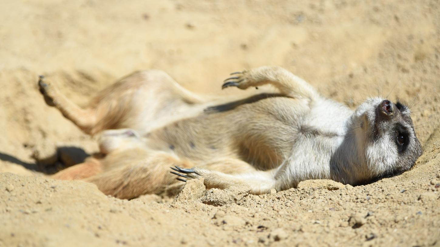 Zum Faulpelztag: Darum sind Pausen für uns so wichtig