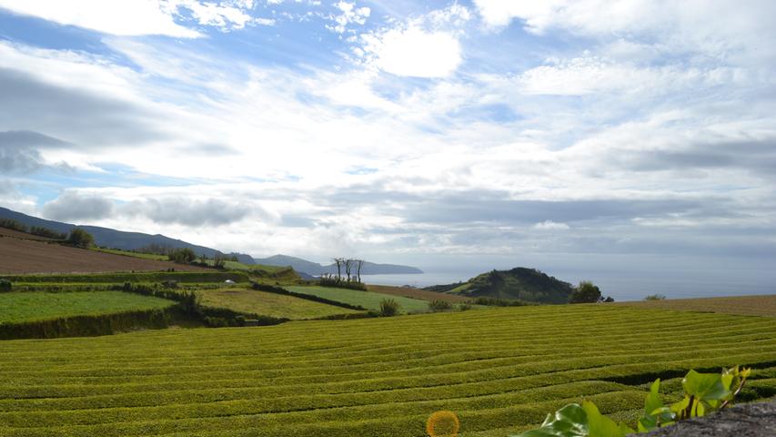 Das Klima auf den Azoren ist so mild, dass es hier sogar Europas einzige Teeplantagen gibt.