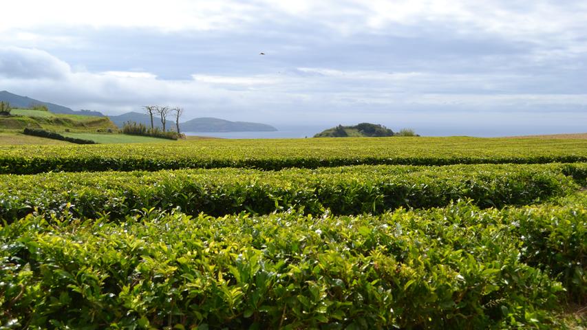 Grün, so weit das Auge reicht: Die Teeplantagen sind auch ein schöner Anblick.