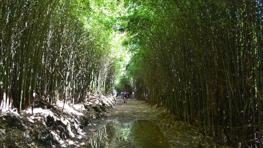 Nein, das ist nicht in Asien. Auf den Azoren wächst auch der Bambus üppig.