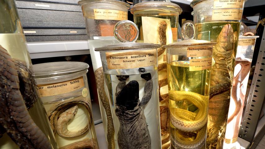 ...sowie eine Vielzahl an exotischen Reptilien und Amphibien, die in Konservierungsgläsern aufbewahrt werden.