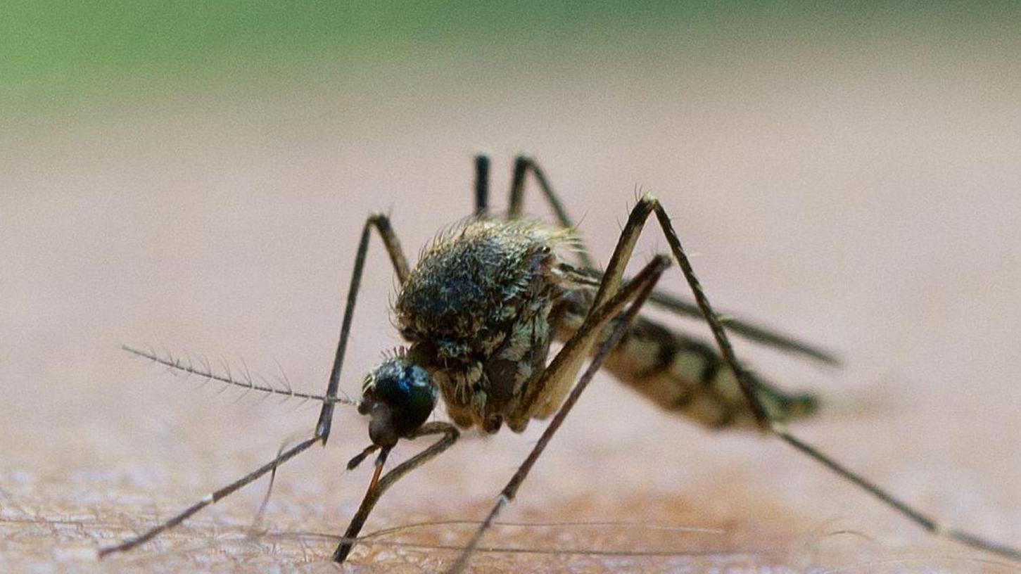 Erste Hilfe bei Mückenstichen: kühlen, nicht kratzen 