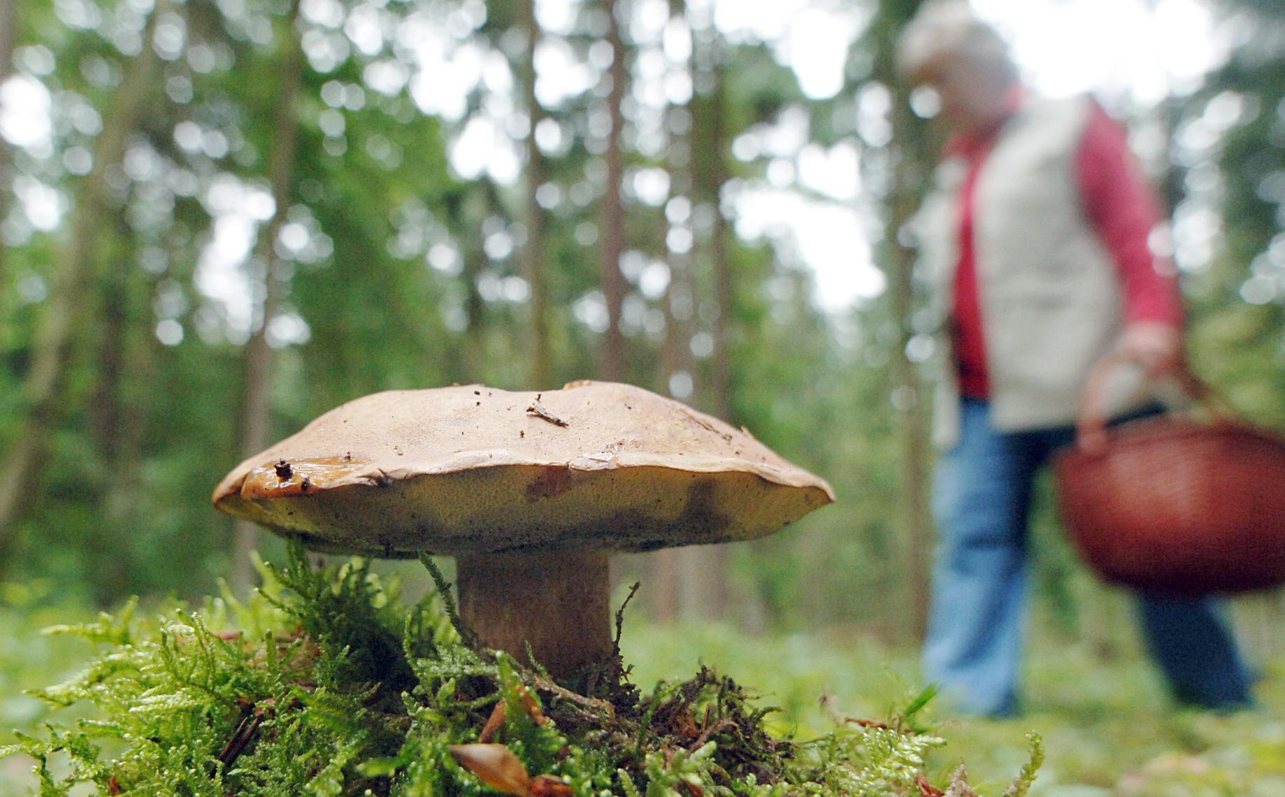 Reiche Ausbeute? So wird die diesjährige Pilzsaison