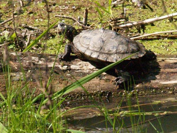 Exotin in der Aisch: Schildkröte lebt im Fluss
