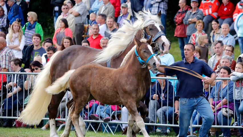 Fast 15.000 Menschen wollten die  Pferde- und Fohlenschau beim Neumarkter Volksfest 2016 ansehen. Sie erlebten in dem gut zweistündigen Programm 145 Pferde, darunter 13 Fohlen. Insgesamt hatten 43 Pferdehalter ihre Tiere zur Schau gemeldet.