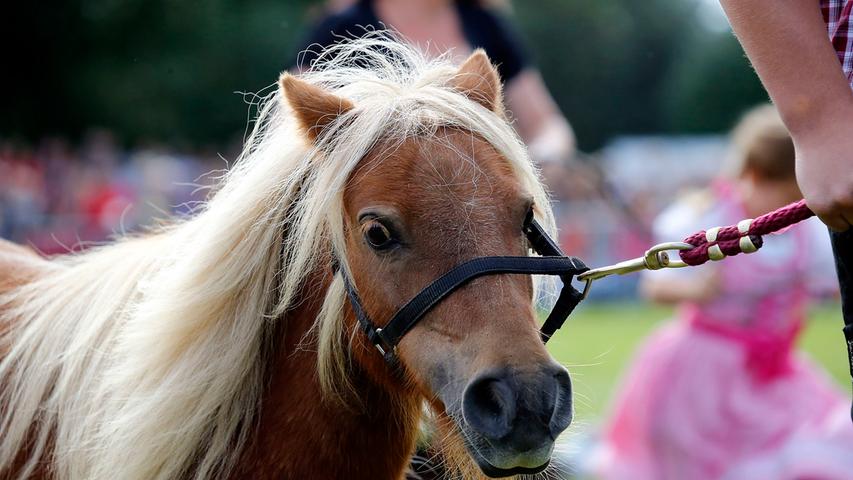 Fast 15.000 Menschen wollten die  Pferde- und Fohlenschau beim Neumarkter Volksfest 2016 ansehen. Sie erlebten in dem gut zweistündigen Programm 145 Pferde, darunter 13 Fohlen. Insgesamt hatten 43 Pferdehalter ihre Tiere zur Schau gemeldet.