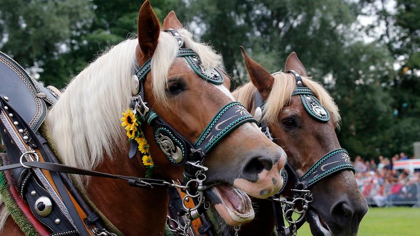 Fats 15.0000 Menshcen wollten die  Pferde- und Fohlenschau beim Neumarkter Volksfest 2016 ansehen. Sie erlebten in dem gut zweistündigen Programm 145 Pferde, darunter 13 Fohlen. Insgesamt hatten 43 Pferdehalter ihre Tiere zur Schau gemeldet.