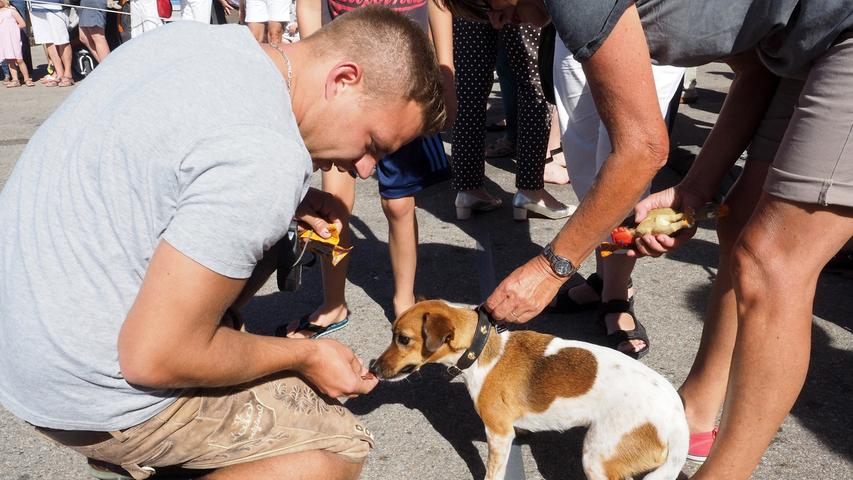 Ab geht die Post: Hunderennen  auf der Weißenburger Kirchweih