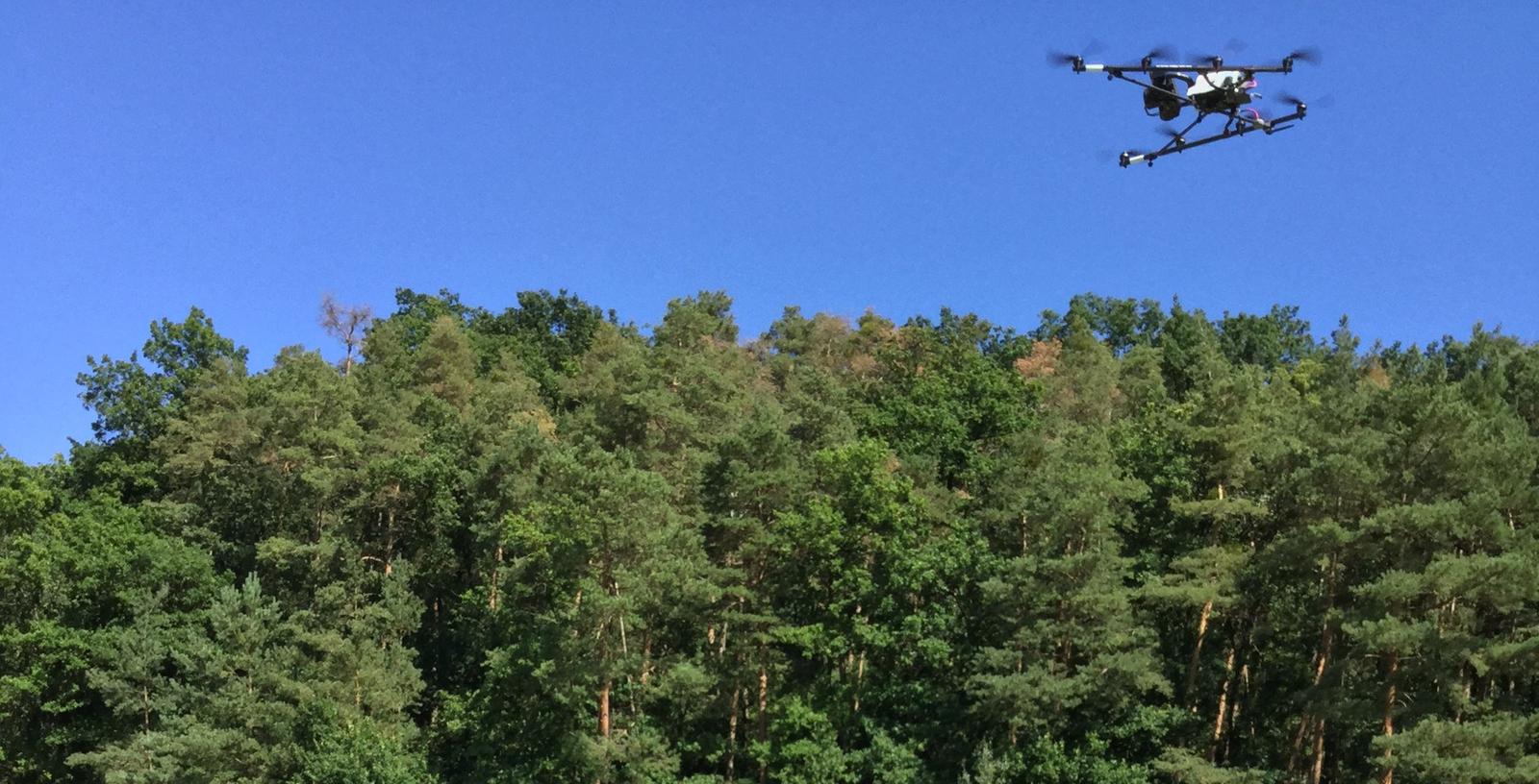 Die Kameradrohne im Anflug auf den Kiefernwald. Deutlich sind die Verfärbungen an einigen Bäumen erkennbar.