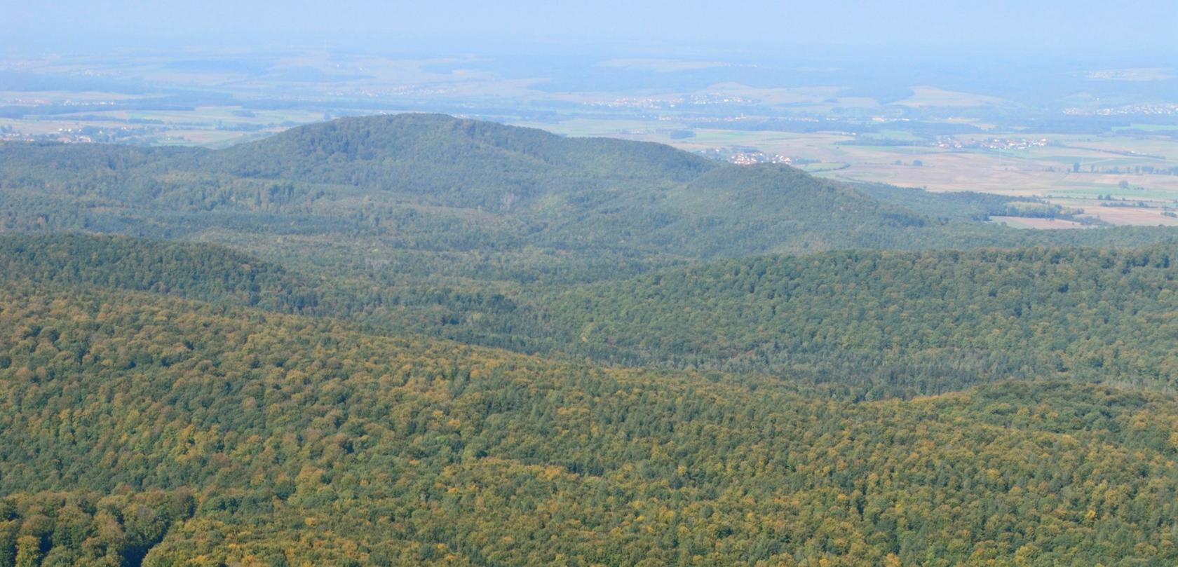 Bündnis fordert: Steigerwald soll Nationalpark werden