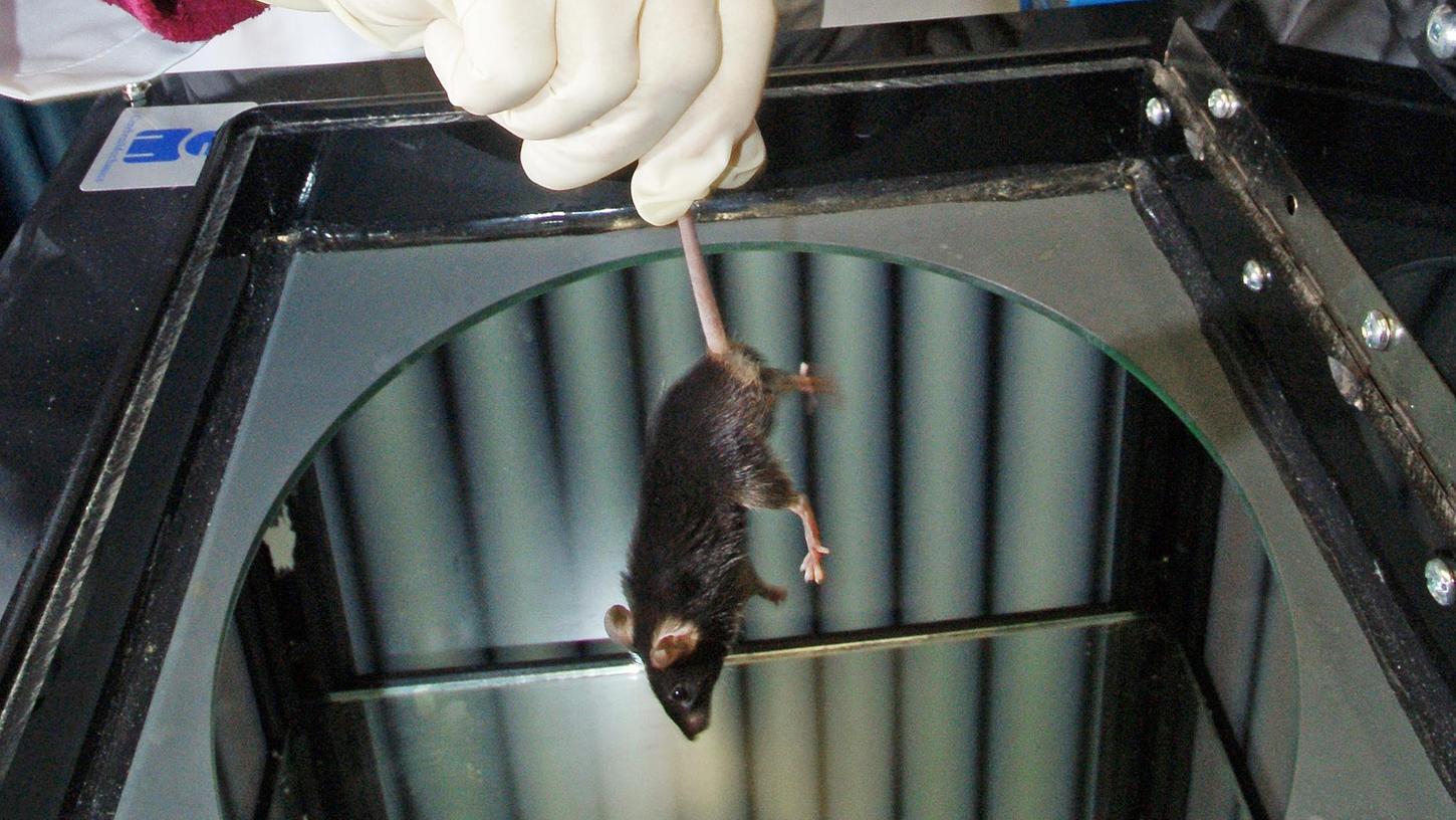 Mäuse wurden in mehr als 80 Prozent aller in Bayern durchgeführten Tierversuche inolviert.