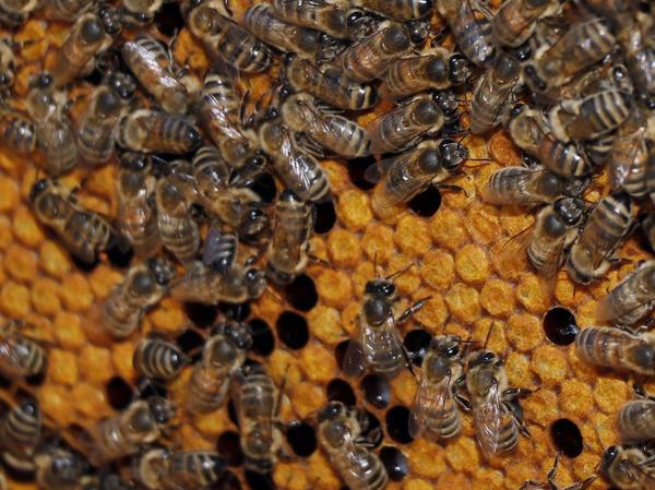 Bienenköniginnen werden durch Gift-Cocktail belastet  