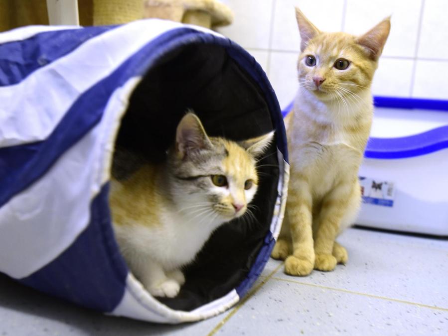 zur ferienzeit landen viele katzen im tierschutzhaus furth nordbayern de