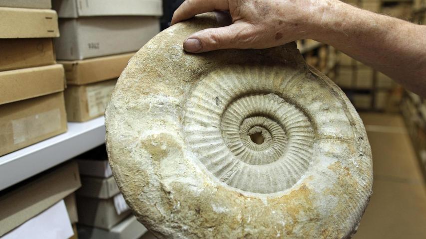 Versteinerte Ammoniten: Noch nach über 150 Millionen Jahren kann man sich die filigrane Wohnung dieses Kopffüßers anschauen.