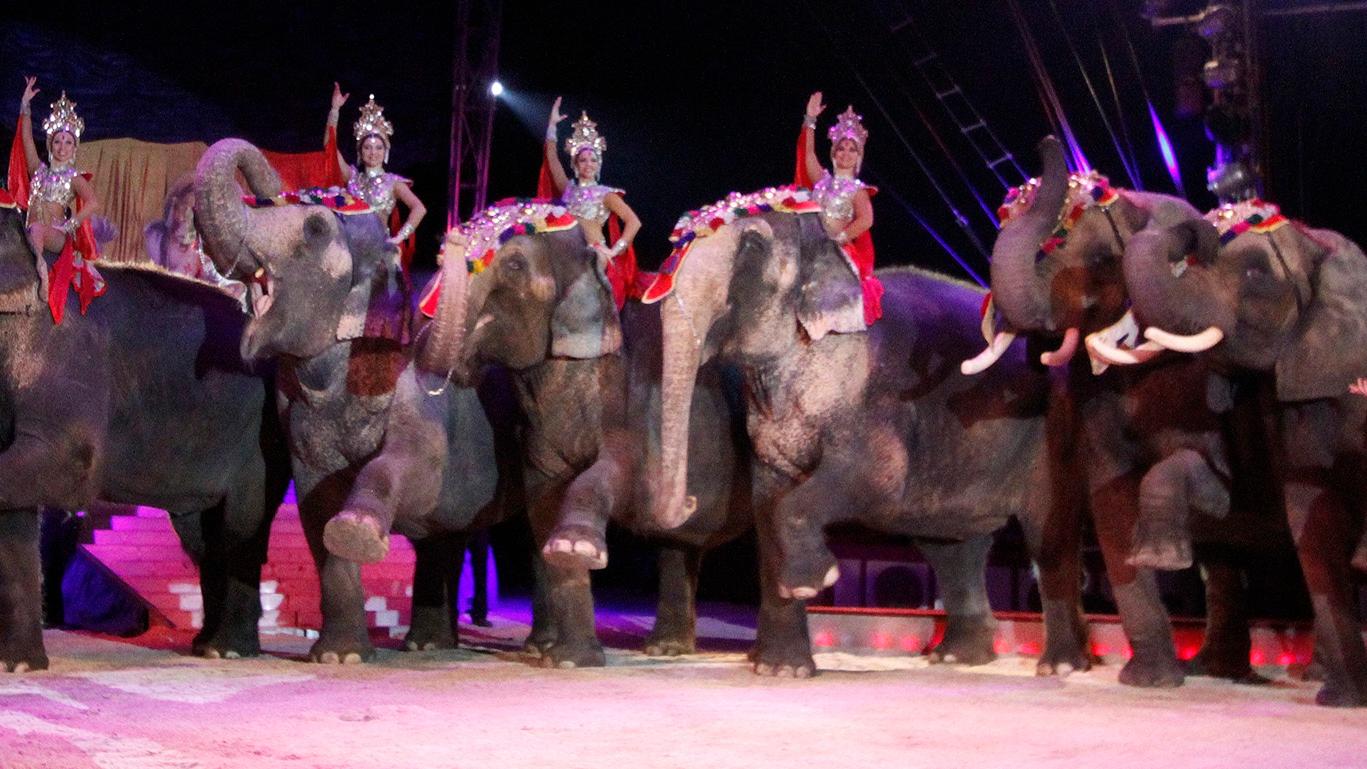 Trotz Kritik: Circus Krone tourt durch Franken Trotz Kritik: Circus Krone tourt durch Franken