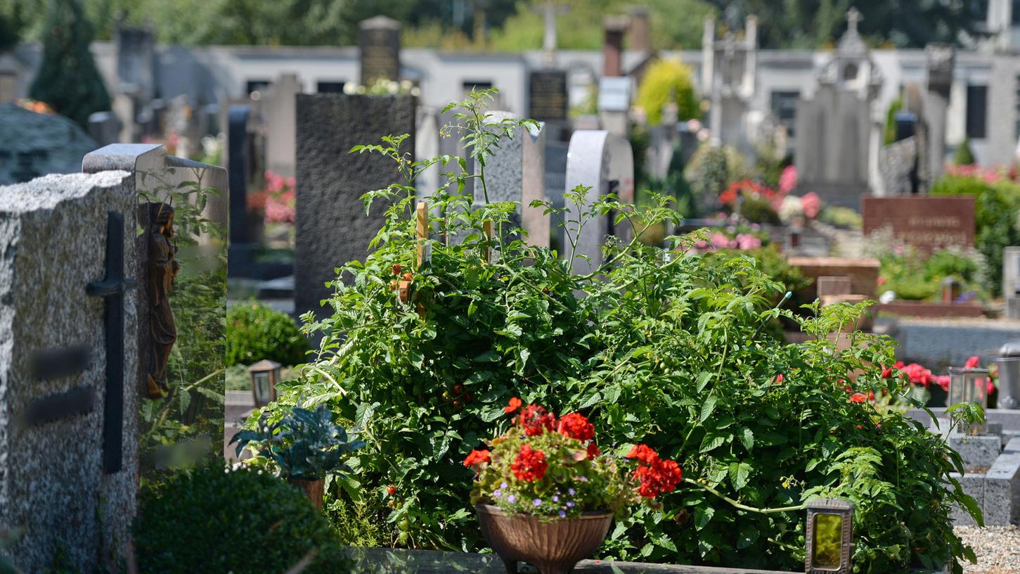 Rote Tomaten wuchern auf einem Grab. Ist das ein Unding? Oder geht das niemanden was an? Die Meinungen gehen auseinander. Rote Tomaten wuchern auf einem Grab. Ist das ein Unding? Oder geht das niemanden was an? Die Meinungen gehen auseinander.