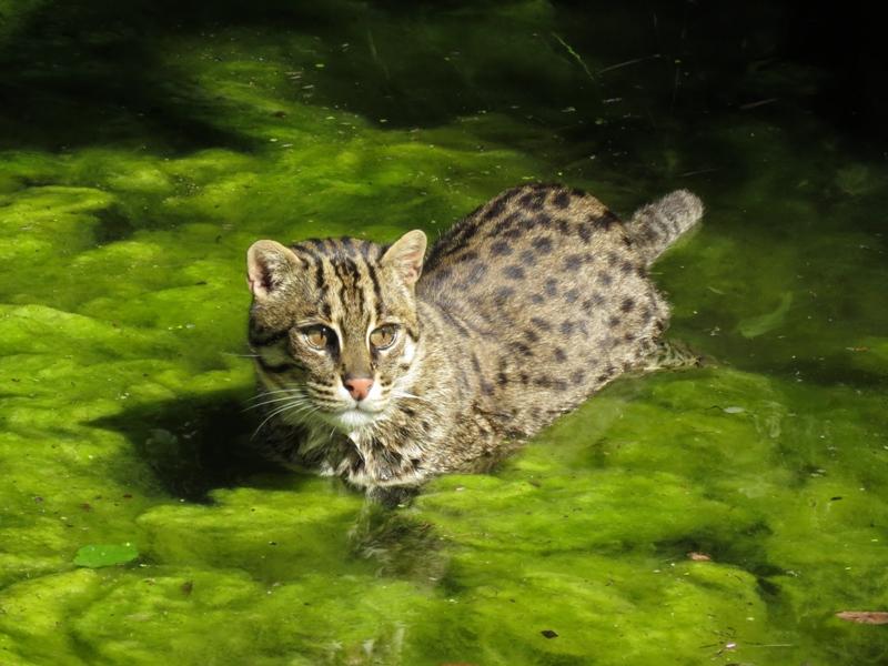 Der weltweite Bestand der Fischkatze wird auf weniger als 10.000 Tiere geschätzt. Der Bestand ist rückläufig, daher wird die Art als gefährdet eingestuft. 