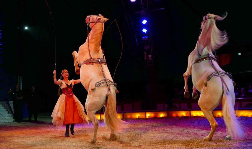 Die Prinzessin des Circus Krone, Jana Mandana Krone, präsentiert eine perfekte Pferdedressur.