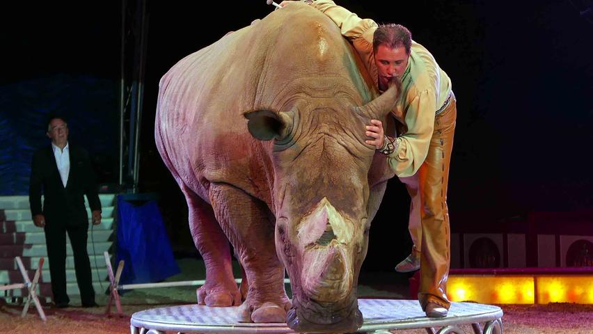 Auch mit einem Nashorn, dem mit 3,5 Tonnen gewichtigsten Vertreter der Krone-Tierwelt, geht er auf Schmusekurs.