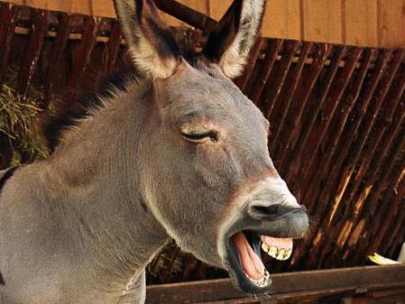 Fur Mohre Gehalten Esel Beisst In Orangenen Luxus Flitzer Panorama Nordbayern De