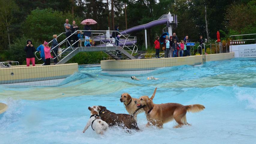 Nass und nässer: Hundebadetag in Bamberger Freibad