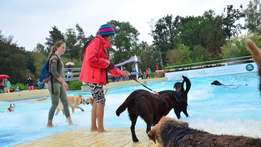 Nass und nässer: Hundebadetag in Bamberger Freibad