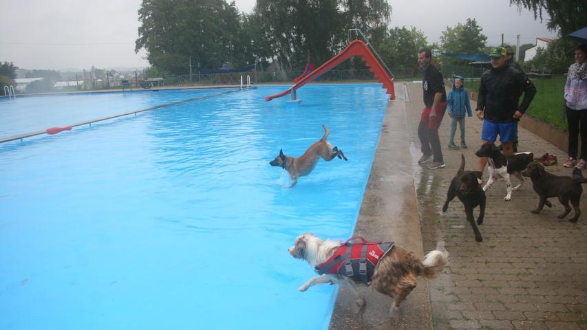 Beim ersten Hundebadetag im Thalmässinger Freibad kamen die Vierbeiner voll auf ihre Kosten und tobten ausgelassen im Wasser.