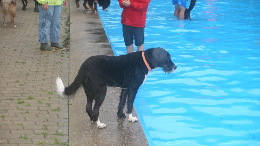 Beim ersten Hundebadetag im Thalmässinger Freibad kamen die Vierbeiner voll auf ihre Kosten und tobten ausgelassen im Wasser.