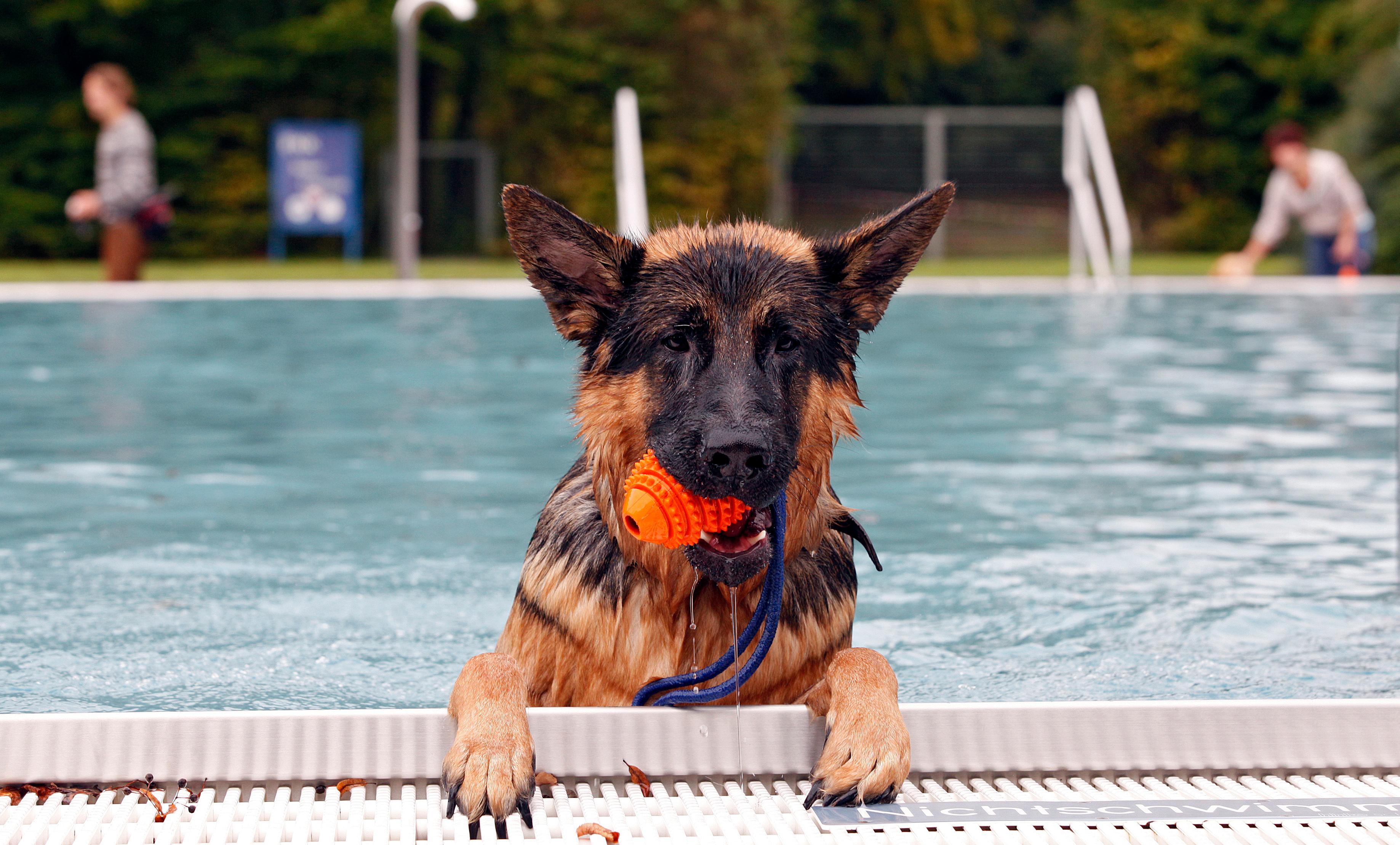 Das Naturgartenbad und das Stadionbad starteten bereits am 9. September in die Pause. Wobei: Einmal öffnet das Stadionbad dann doch noch seine Pforten – allerdings für Vierbeiner. Am 22. September wird es auch heuer wieder den beliebten Hundebadetag geben.