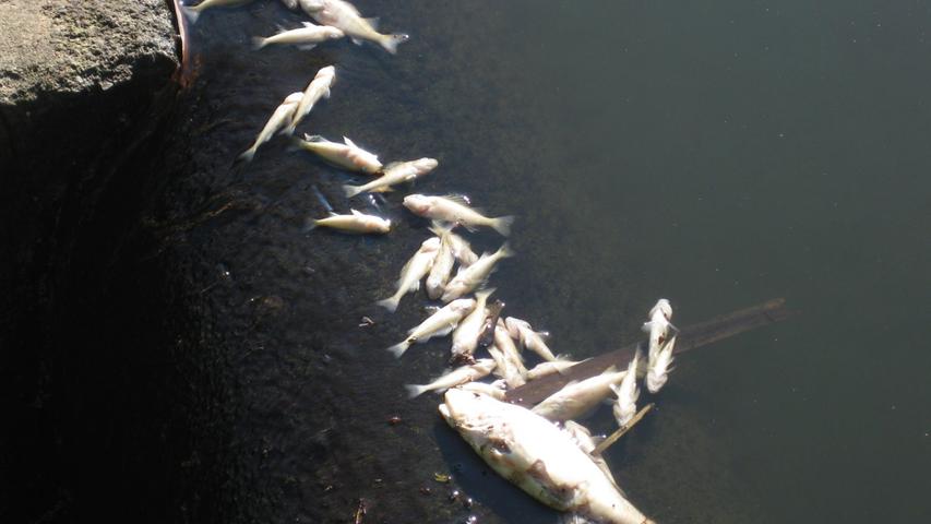 Tote Fische im Westsee:  Tiere wegen Algensterben erstickt