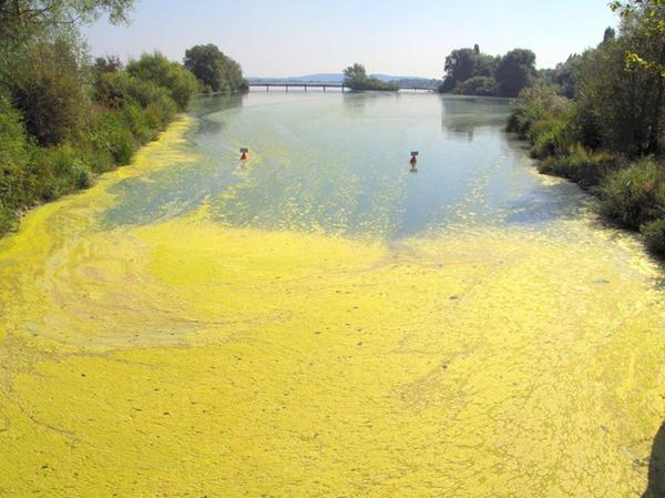 Gunzenhausen: Algen trüben Bilanz am Altmühlsee