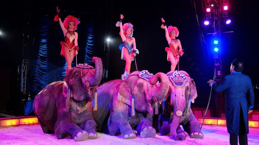Nashorn, Löwen, Elefanten: Circus Krone fährt in Neumarkt alles auf