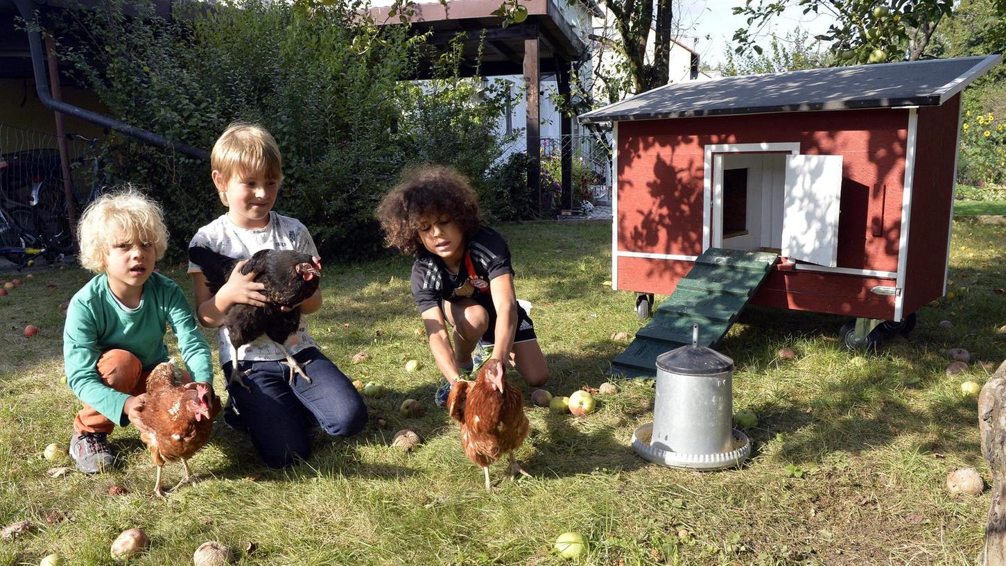 Eine Woche lang ein Hühner-Quartett in Erlangen