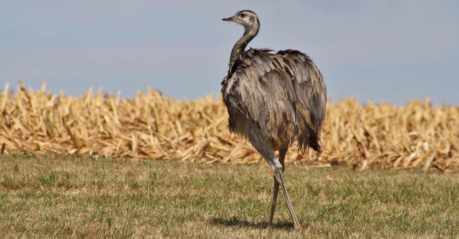 Emu-Alarm in Schwabach: Polizei entdeckt Großvogel