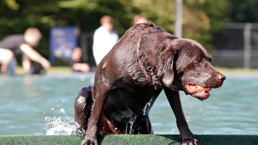 Pitsch, patsch, nass! Der Hundebadetag im Nürnberger Stadionbad