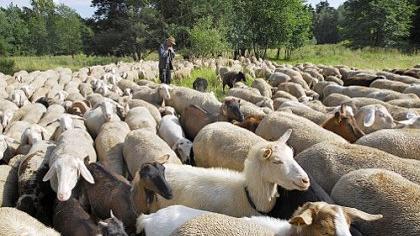 Schäfer und Schafe als Landschaftspfleger unterwegs