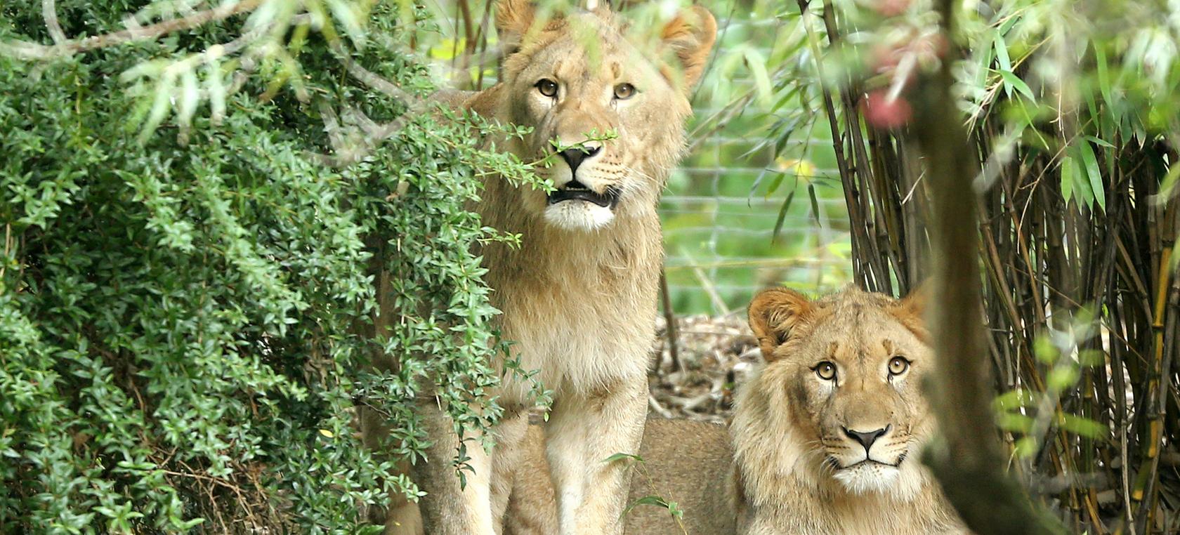 Die beiden jungen Löwen waren am Montag aus ihrem Freigehege im Leipziger Zoo entkommen.